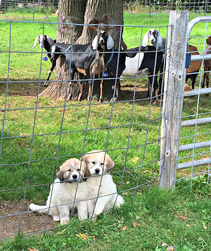 Pups in training