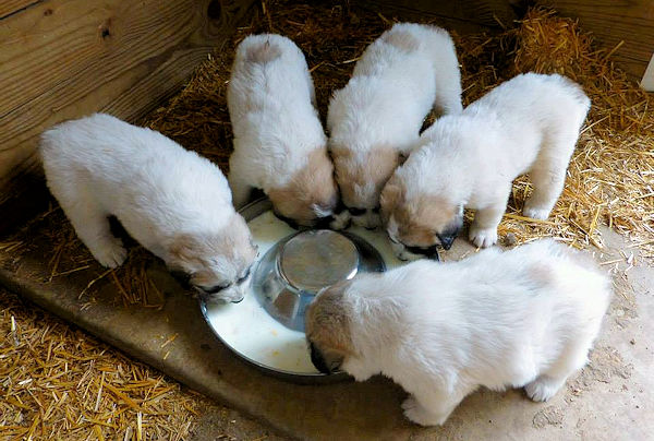 Pups drinking their goat milk