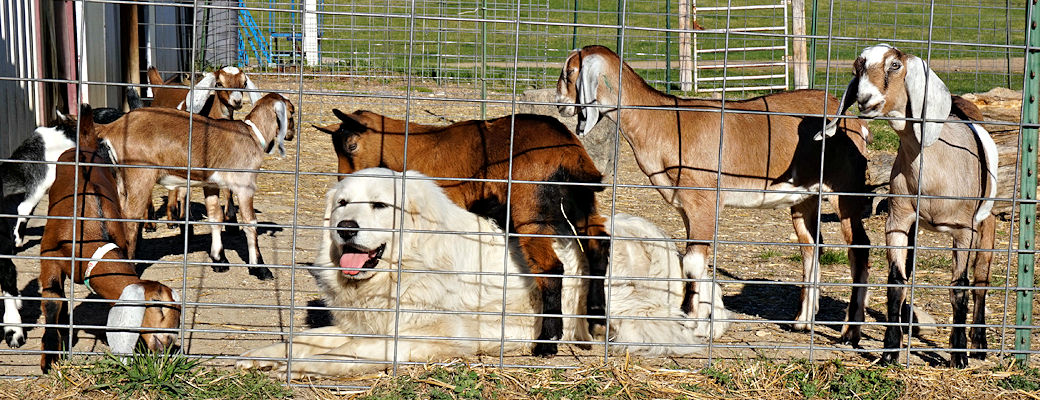 Skylar and his babies
