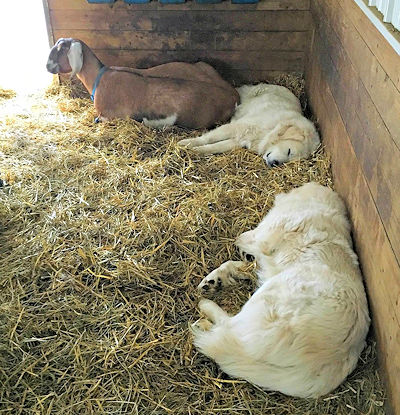 Sleeping on the job.
